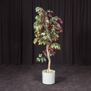 Plants